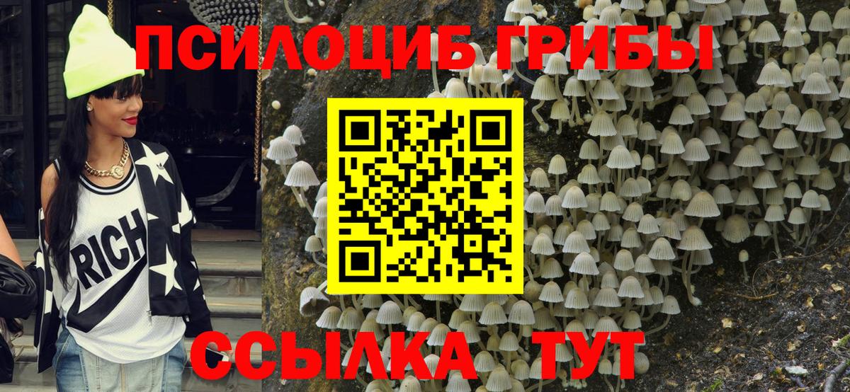 Будённовск  Галлюциногенные грибы Psilocybe  Вход с VPN 